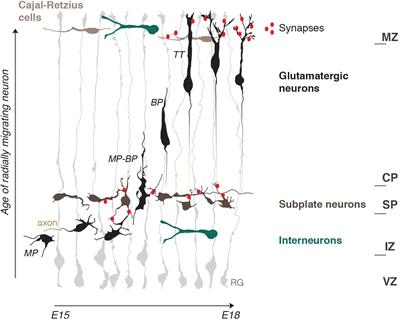 How Do Electric Fields Coordinate Neuronal Migration and Maturation in the Developing Cortex?